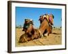 Camel Sleeping during a Desert Safari Pause-paul prescott-Framed Photographic Print