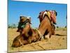 Camel Sleeping during a Desert Safari Pause-paul prescott-Mounted Photographic Print