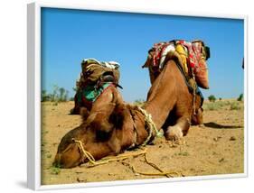 Camel Sleeping during a Desert Safari Pause-paul prescott-Framed Photographic Print