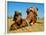 Camel Sleeping during a Desert Safari Pause-paul prescott-Framed Photographic Print