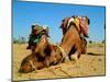Camel Sleeping during a Desert Safari Pause-paul prescott-Mounted Photographic Print