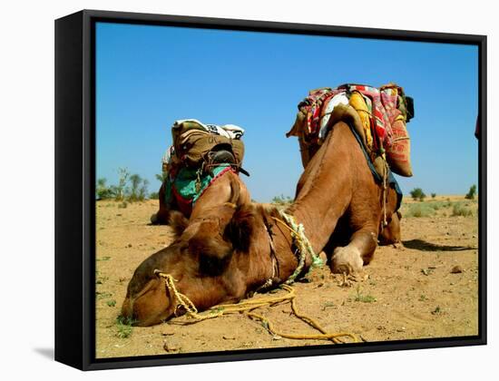 Camel Sleeping during a Desert Safari Pause-paul prescott-Framed Stretched Canvas