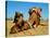 Camel Sleeping during a Desert Safari Pause-paul prescott-Stretched Canvas