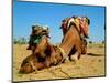Camel Sleeping during a Desert Safari Pause-paul prescott-Mounted Photographic Print