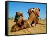 Camel Sleeping during a Desert Safari Pause-paul prescott-Framed Stretched Canvas