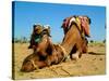 Camel Sleeping during a Desert Safari Pause-paul prescott-Stretched Canvas