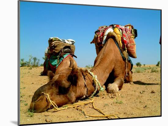 Camel Sleeping during a Desert Safari Pause-paul prescott-Mounted Photographic Print