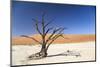 Camel Thorn Tree - Deadvlei-Otto du Plessis-Mounted Photographic Print