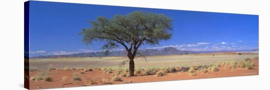 Camel Thorn Tree in Desert Landscape, Namib Rand, Namib Naukluft Park, Namibia, Africa-Lee Frost-Stretched Canvas