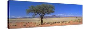 Camel Thorn Tree in Desert Landscape, Namib Rand, Namib Naukluft Park, Namibia, Africa-Lee Frost-Stretched Canvas