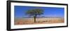 Camel Thorn Tree in Desert Landscape, Namib Rand, Namib Naukluft Park, Namibia, Africa-Lee Frost-Framed Photographic Print