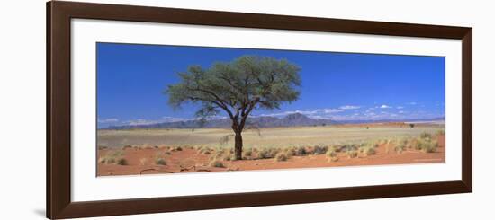 Camel Thorn Tree in Desert Landscape, Namib Rand, Namib Naukluft Park, Namibia, Africa-Lee Frost-Framed Photographic Print