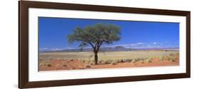 Camel Thorn Tree in Desert Landscape, Namib Rand, Namib Naukluft Park, Namibia, Africa-Lee Frost-Framed Photographic Print