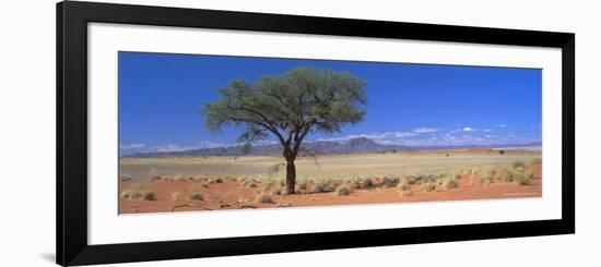 Camel Thorn Tree in Desert Landscape, Namib Rand, Namib Naukluft Park, Namibia, Africa-Lee Frost-Framed Photographic Print