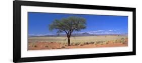 Camel Thorn Tree in Desert Landscape, Namib Rand, Namib Naukluft Park, Namibia, Africa-Lee Frost-Framed Photographic Print