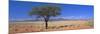 Camel Thorn Tree in Desert Landscape, Namib Rand, Namib Naukluft Park, Namibia, Africa-Lee Frost-Mounted Photographic Print