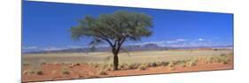 Camel Thorn Tree in Desert Landscape, Namib Rand, Namib Naukluft Park, Namibia, Africa-Lee Frost-Mounted Photographic Print