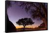 Camel thorn tree silhouetted at sunset in the desert, Namibia-Emanuele Biggi-Framed Stretched Canvas