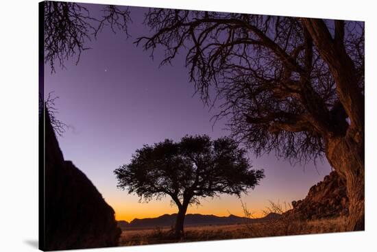 Camel thorn tree silhouetted at sunset in the desert, Namibia-Emanuele Biggi-Stretched Canvas