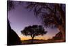 Camel thorn tree silhouetted at sunset in the desert, Namibia-Emanuele Biggi-Stretched Canvas