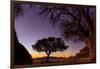 Camel thorn tree silhouetted at sunset in the desert, Namibia-Emanuele Biggi-Framed Photographic Print