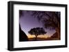 Camel thorn tree silhouetted at sunset in the desert, Namibia-Emanuele Biggi-Framed Photographic Print