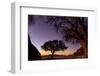 Camel thorn tree silhouetted at sunset in the desert, Namibia-Emanuele Biggi-Framed Photographic Print