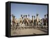 Camel Traders at the Early Morning Livestock Market in Hargeisa, Somaliland, Somalia, Africa-Mcconnell Andrew-Framed Stretched Canvas