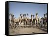 Camel Traders at the Early Morning Livestock Market in Hargeisa, Somaliland, Somalia, Africa-Mcconnell Andrew-Framed Stretched Canvas