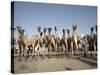 Camel Traders at the Early Morning Livestock Market in Hargeisa, Somaliland, Somalia, Africa-Mcconnell Andrew-Stretched Canvas