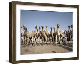 Camel Traders at the Early Morning Livestock Market in Hargeisa, Somaliland, Somalia, Africa-Mcconnell Andrew-Framed Photographic Print