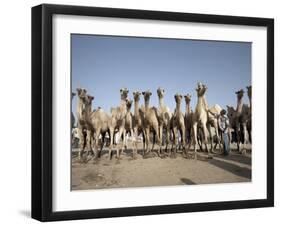 Camel Traders at the Early Morning Livestock Market in Hargeisa, Somaliland, Somalia, Africa-Mcconnell Andrew-Framed Photographic Print