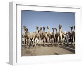 Camel Traders at the Early Morning Livestock Market in Hargeisa, Somaliland, Somalia, Africa-Mcconnell Andrew-Framed Photographic Print