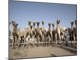 Camel Traders at the Early Morning Livestock Market in Hargeisa, Somaliland, Somalia, Africa-Mcconnell Andrew-Mounted Photographic Print