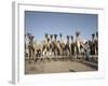 Camel Traders at the Early Morning Livestock Market in Hargeisa, Somaliland, Somalia, Africa-Mcconnell Andrew-Framed Photographic Print