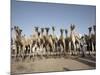 Camel Traders at the Early Morning Livestock Market in Hargeisa, Somaliland, Somalia, Africa-Mcconnell Andrew-Mounted Photographic Print