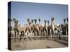 Camel Traders at the Early Morning Livestock Market in Hargeisa, Somaliland, Somalia, Africa-Mcconnell Andrew-Stretched Canvas
