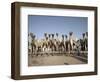 Camel Traders at the Early Morning Livestock Market in Hargeisa, Somaliland, Somalia, Africa-Mcconnell Andrew-Framed Photographic Print