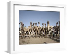 Camel Traders at the Early Morning Livestock Market in Hargeisa, Somaliland, Somalia, Africa-Mcconnell Andrew-Framed Photographic Print