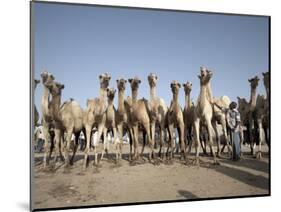 Camel Traders at the Early Morning Livestock Market in Hargeisa, Somaliland, Somalia, Africa-Mcconnell Andrew-Mounted Photographic Print