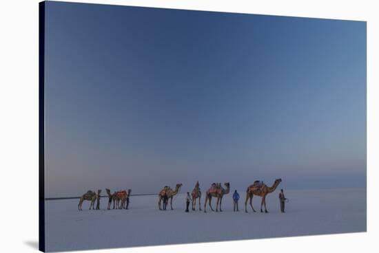 Camel Train, India-Art Wolfe-Stretched Canvas