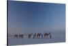 Camel Train, India-Art Wolfe-Stretched Canvas