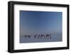 Camel Train, India-Art Wolfe-Framed Photographic Print