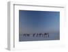 Camel Train, India-Art Wolfe-Framed Photographic Print