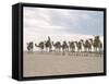Camel Train Led by Afar Nomad in Very Hot and Dry Desert, Danakil Depression, Ethiopia, Africa-Tony Waltham-Framed Stretched Canvas
