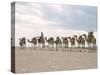 Camel Train Led by Afar Nomad in Very Hot and Dry Desert, Danakil Depression, Ethiopia, Africa-Tony Waltham-Stretched Canvas