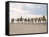 Camel Train Led by Afar Nomad in Very Hot and Dry Desert, Danakil Depression, Ethiopia, Africa-Tony Waltham-Framed Stretched Canvas