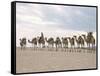 Camel Train Led by Afar Nomad in Very Hot and Dry Desert, Danakil Depression, Ethiopia, Africa-Tony Waltham-Framed Stretched Canvas