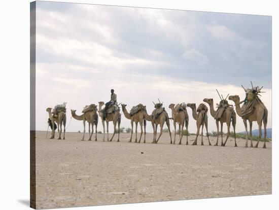 Camel Train Led by Afar Nomad in Very Hot and Dry Desert, Danakil Depression, Ethiopia, Africa-Tony Waltham-Stretched Canvas