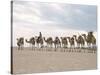 Camel Train Led by Afar Nomad in Very Hot and Dry Desert, Danakil Depression, Ethiopia, Africa-Tony Waltham-Stretched Canvas